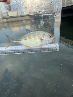 メッキの釣果