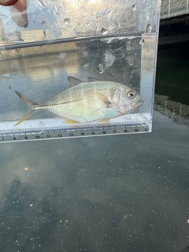 メッキの釣果