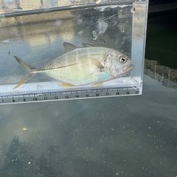 メッキ