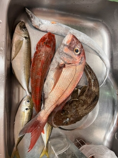 マダイの釣果