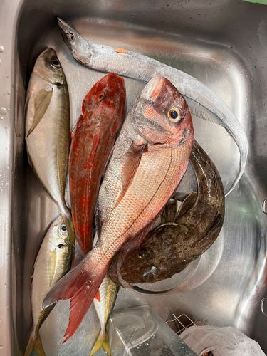 マダイの釣果