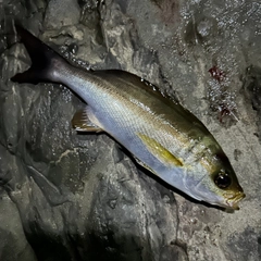 イサキの釣果