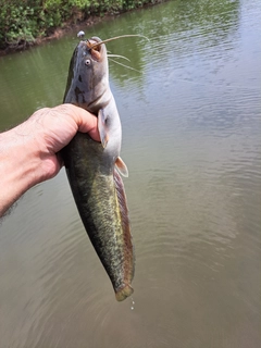 ナマズの釣果