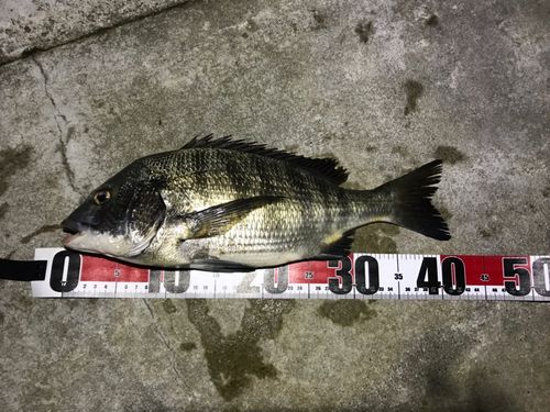 チヌの釣果