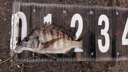 クロダイの釣果