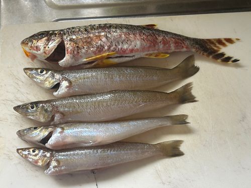 キスの釣果