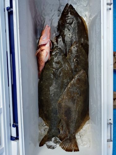ヒラメの釣果