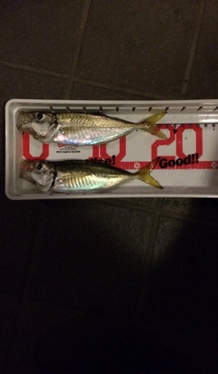 アジの釣果