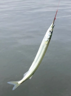 サヨリの釣果