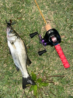 ヒラスズキの釣果