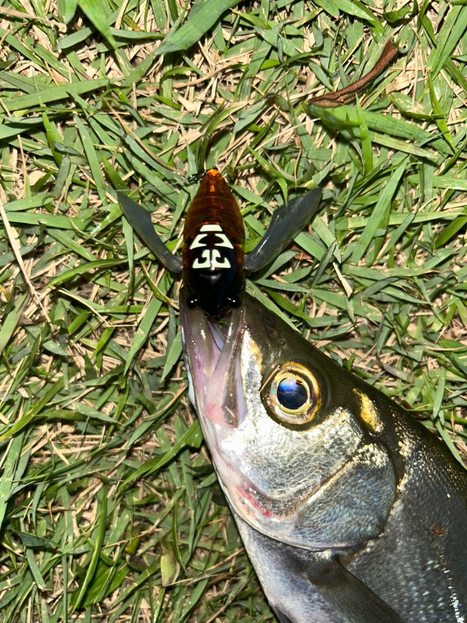 ヒラスズキ
