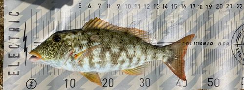 ムネアカクチビの釣果