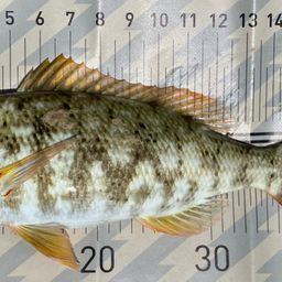 ムネアカクチビ