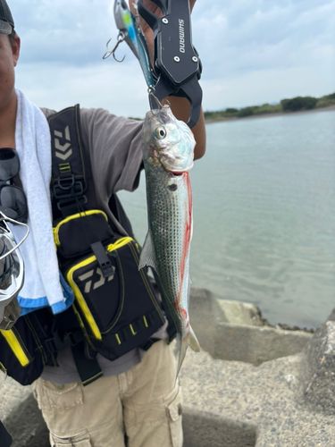 コノシロの釣果