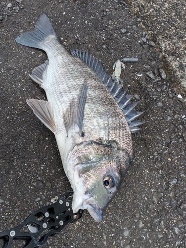 チヌの釣果