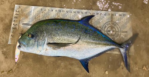 カスミアジの釣果