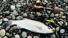 ヒラスズキの釣果