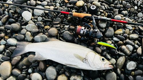 ヒラスズキの釣果