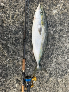 ブリの釣果