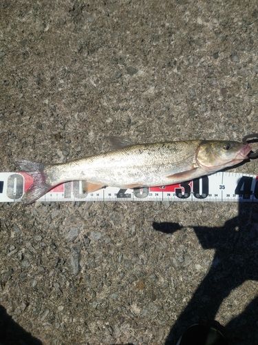 ウグイの釣果