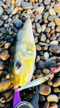 シロサバフグの釣果