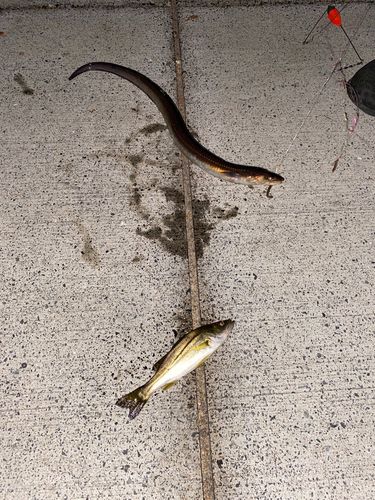 アナゴの釣果