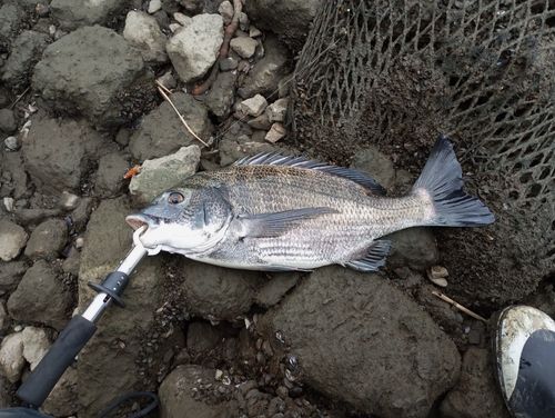 チヌの釣果