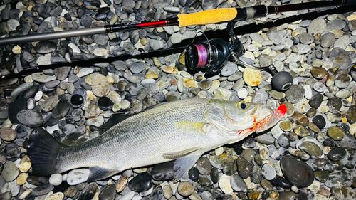 ヒラスズキの釣果