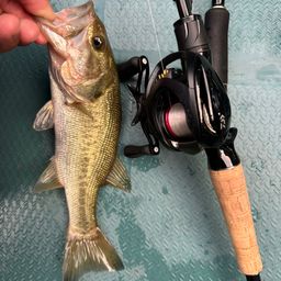 ラージマウスバス