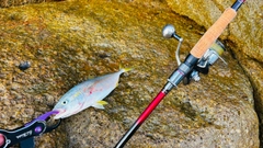 ツバスの釣果