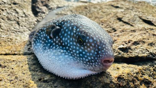 ホシフグの釣果