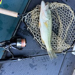 ラージマウスバス