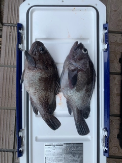 マゾイの釣果