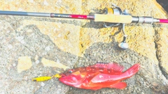 アカハタの釣果
