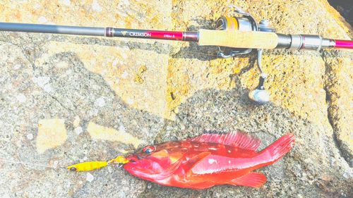 アカハタの釣果