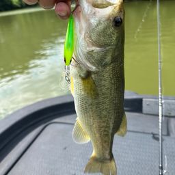 ラージマウスバス