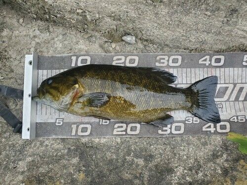 スモールマウスバスの釣果