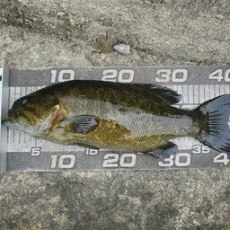 スモールマウスバス