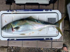 ワラサの釣果