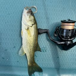 ラージマウスバス