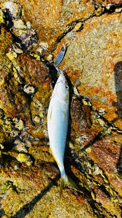 シオの釣果