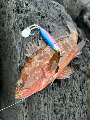キジハタの釣果