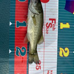 ラージマウスバス