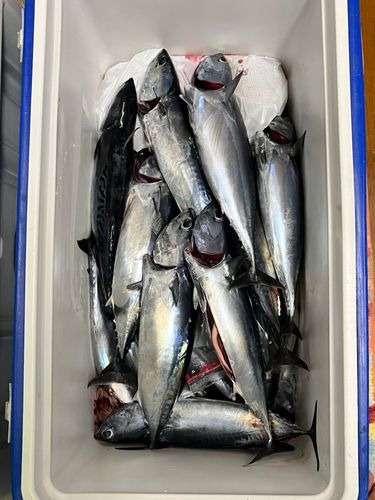 ソウダガツオの釣果