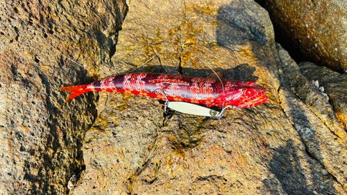 アカエソの釣果