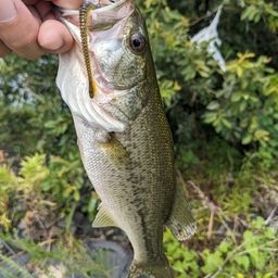 ラージマウスバス