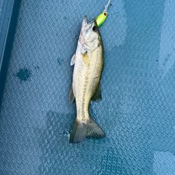 ラージマウスバス