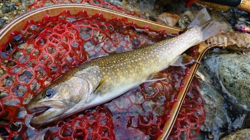 イワナの釣果