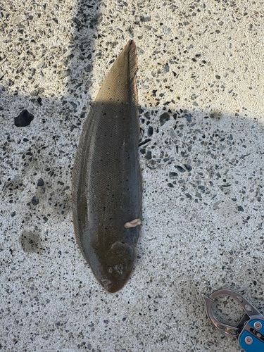 シタビラメの釣果