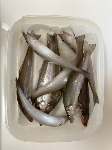 シロギスの釣果